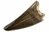 Juvenile Tyrannosaur Premax Tooth - Judith River Formation #194287-1